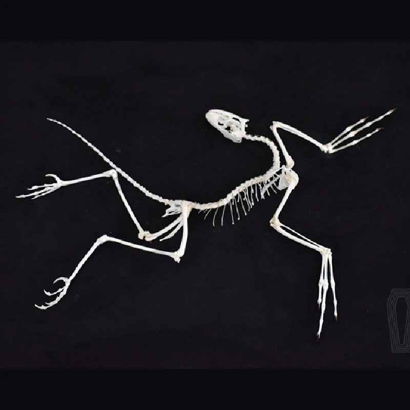 Fossil Replica Display - Réplique d'os d'Archaeopteryx 2120 en résine,
