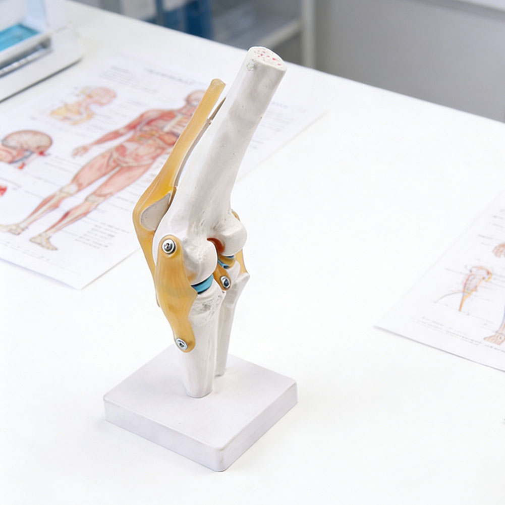Modèle médical anatomique d'ar - Science Hobbyist avis et prix