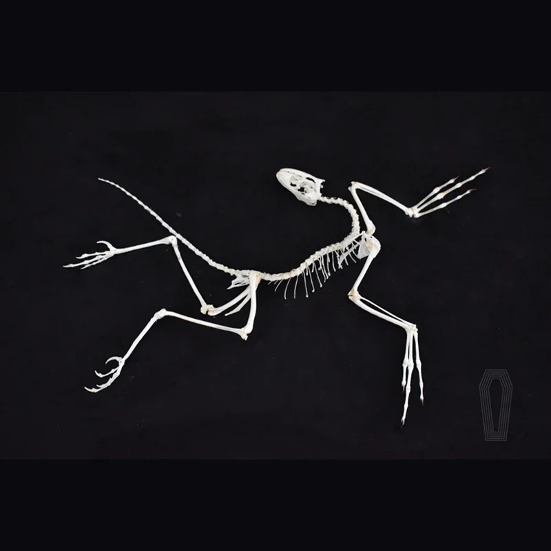 Réplique d'os d'Archaeopteryx  - Fossil Replica Display avis et prix
