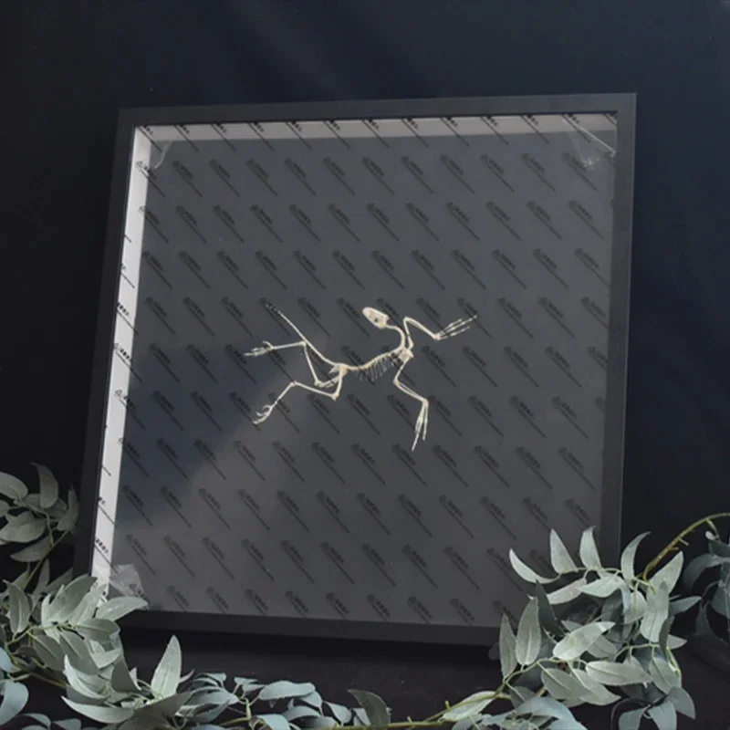 Réplique d'os d'Archaeopteryx  - Fossil Replica Display avis et prix