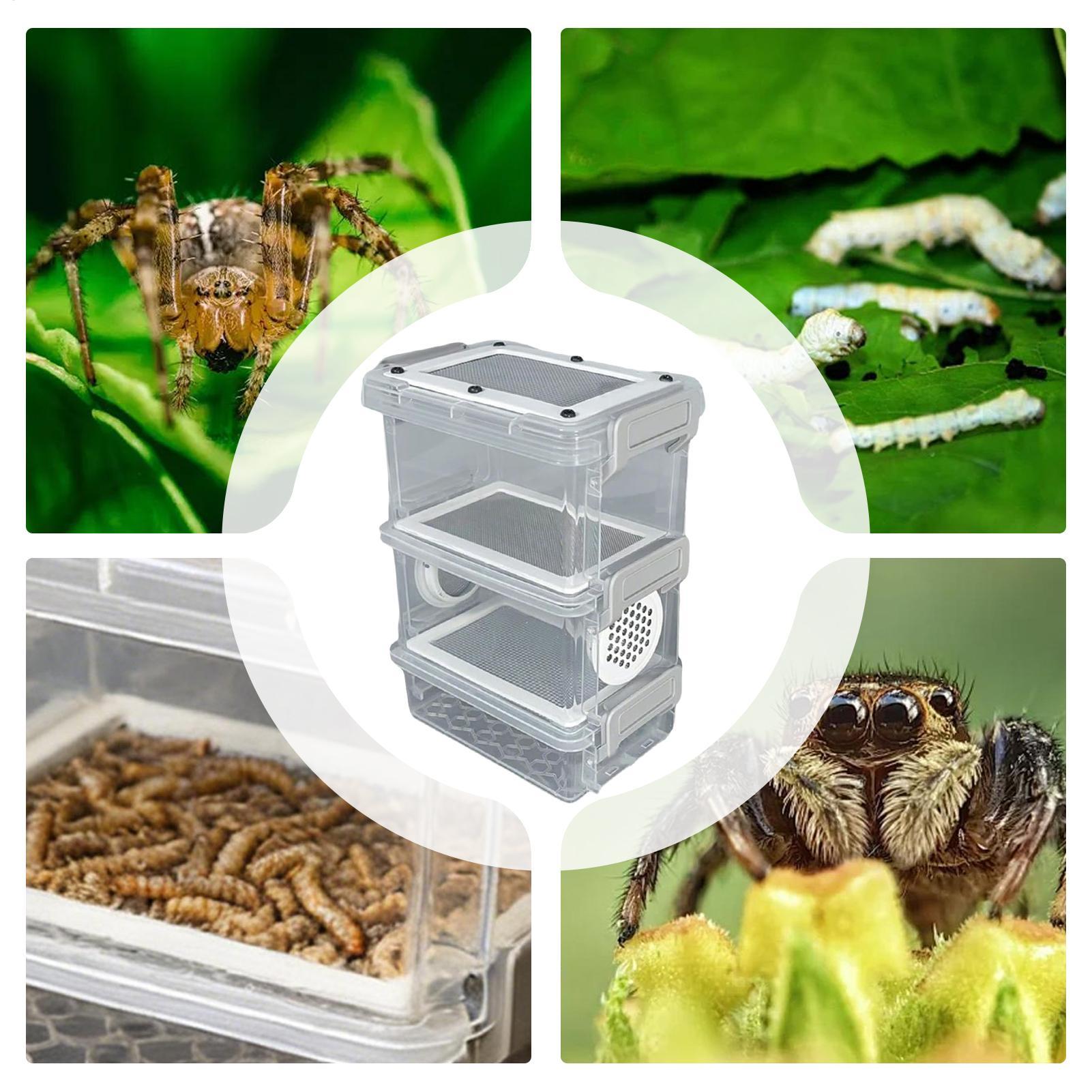 Kit d'élevage de vers de farin - Science Hobbyist avis et prix